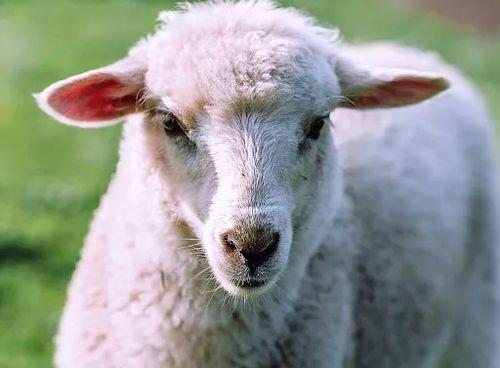 2023年属羊的运势和财运,2023年属羊人的全年运势