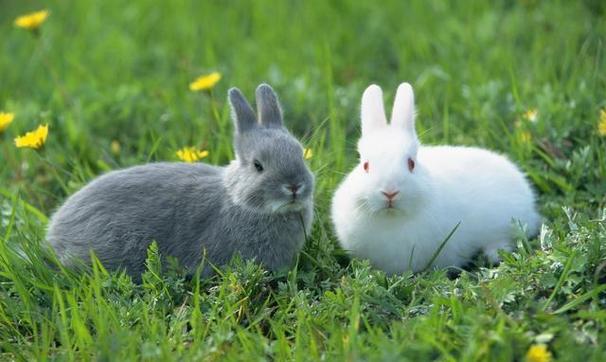 属兔女与什么属相结婚最相配属兔,属兔女和什么属相配偶最好?