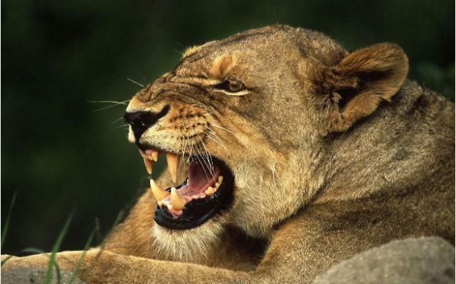 世界上八大最凶猛的野兽排名, 狮子第四, 藏獒第三, 排第一竟然它