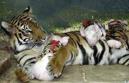 虎妈妈和猪宝宝