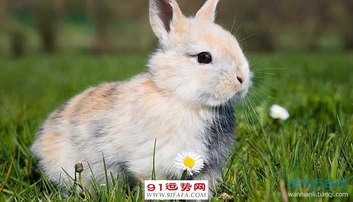 生肖兔和生肖狗差几岁属兔比属狗大多少岁