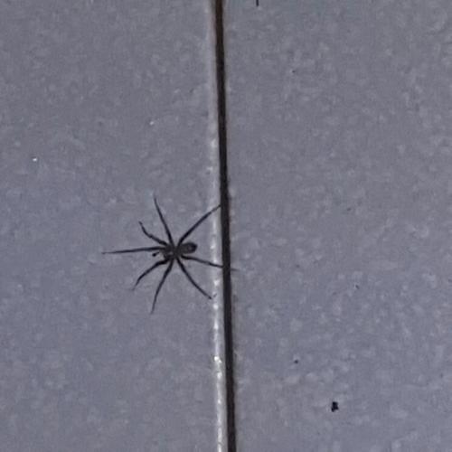 这是什么蜘蛛?对人类有害吗?家里出现需要防治吗?