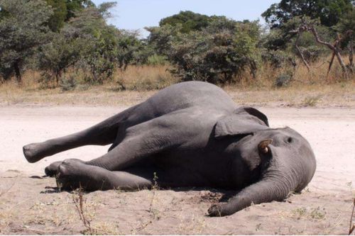非洲350头大象离奇死亡,死前曾