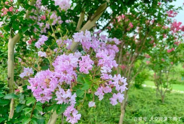 这里紫薇花在驻马店市滨河公园