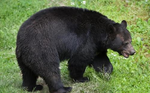 黑熊袭击村民致3人死亡的事件背后,遭遇黑熊时应该怎么自救?
