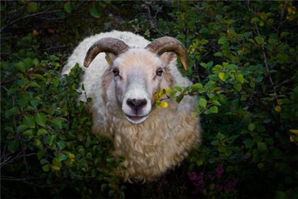 十月生属羊人的运势如何属羊几月生好