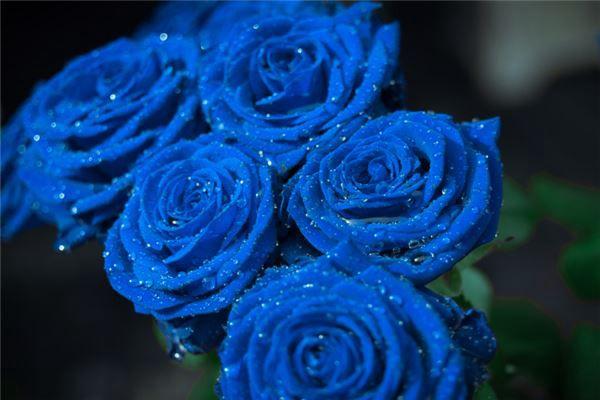 梦见蓝色玫瑰花