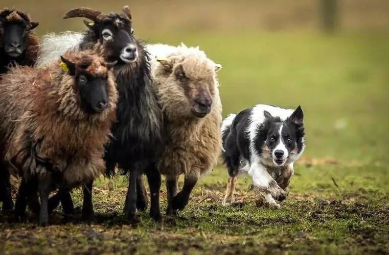 男羊与女狗生肖是否合婚配,属羊男和属狗女