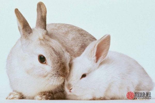 属兔和属兔的婚姻是否相配