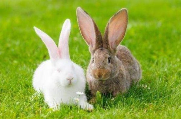 属兔人2023年生肖兔有3大喜来临属兔人最好仔细看看