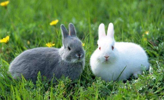 属兔人与什么生肖配对最佳,属兔人与什么生肖配对最佳婚姻