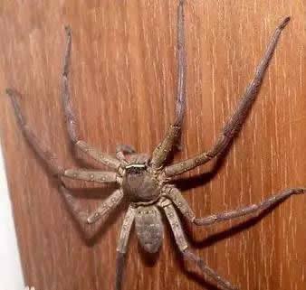 家里有大蜘蛛:意味着什么,大蜘蛛进家里代表什么