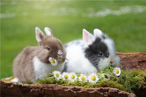 属兔农历几日出生财运好农历初十出生于 农历初十的属兔人,天生具有