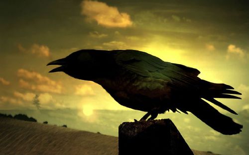 乌鸦真的是不祥之鸟吗?研究发现,它的贡献远超人类的想象