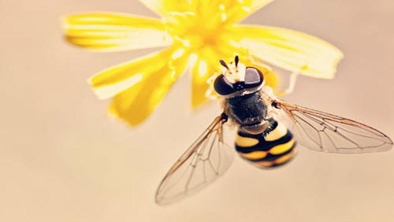 梦见蜜蜂蛰自己-星座命理频道-匠子视频