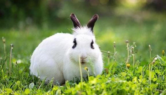 1,136属相兔年运势兔人年全年运程  年生肖兔全年运程挺好的,生肖兔