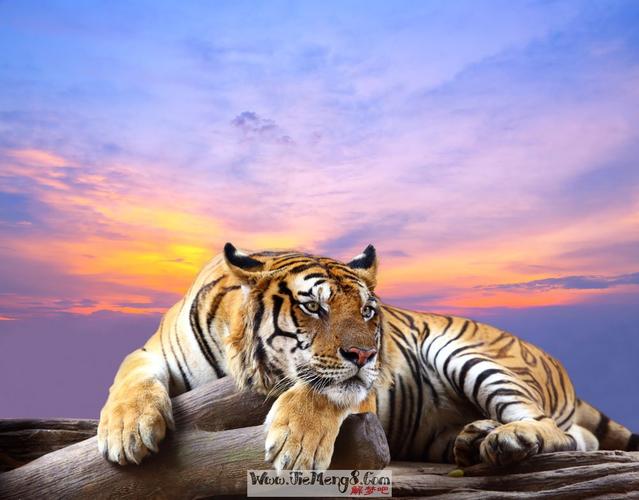 周公解梦梦见一只老虎的含义