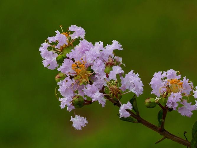 夏日里的紫薇花