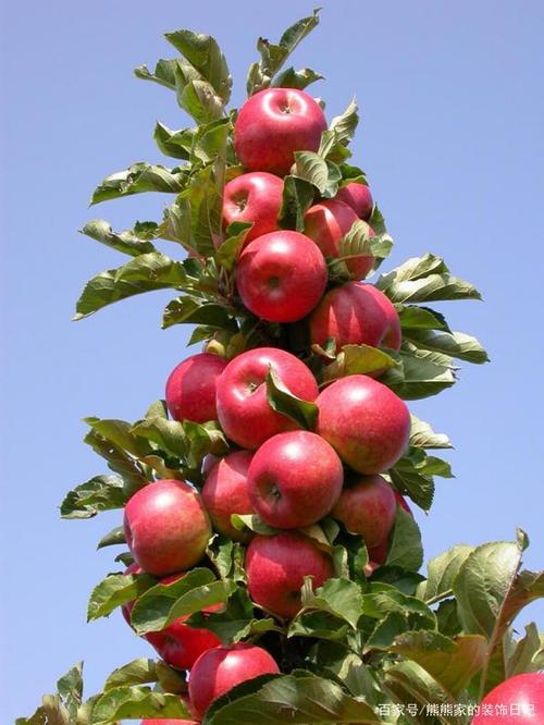 苹果树的五种主要树形