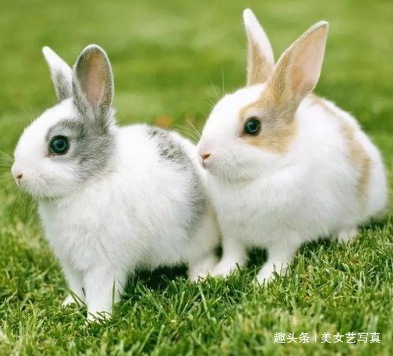 属鼠的和兔能在一起吗:属兔女,和属鼠男能在一起吗