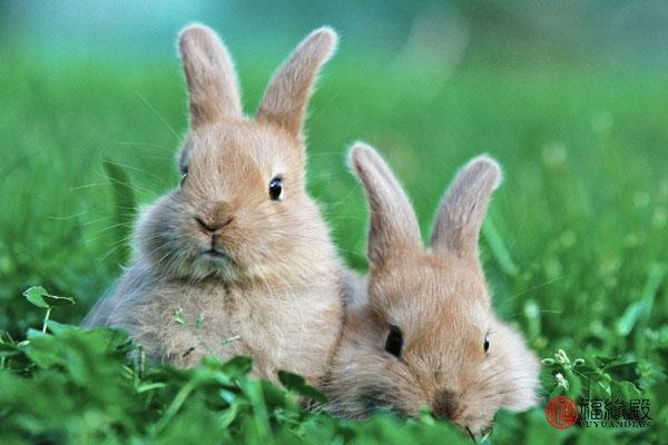 属兔和属兔的婚姻好吗