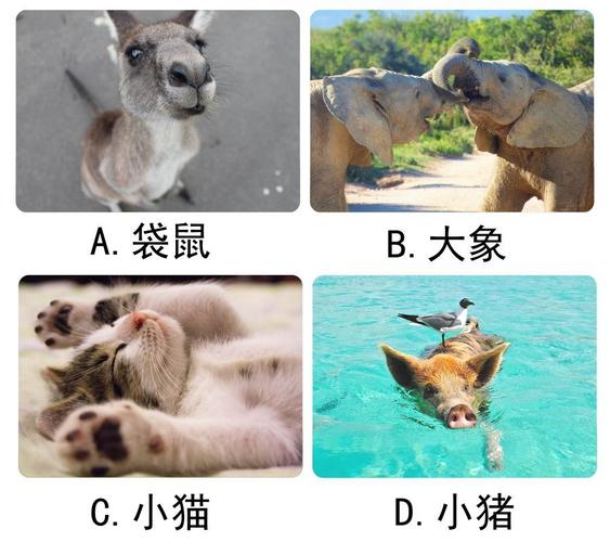 心理测试:四个动物中哪个最幸福?测试你是否容易被熟人欺骗!
