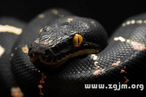 梦见黑色大蟒蛇是什么意思?做梦梦见黑色大蟒蛇好不好?