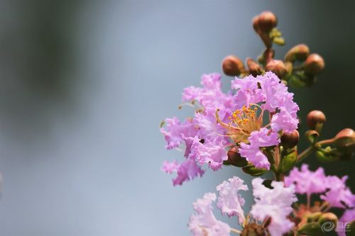 艳丽的紫薇花