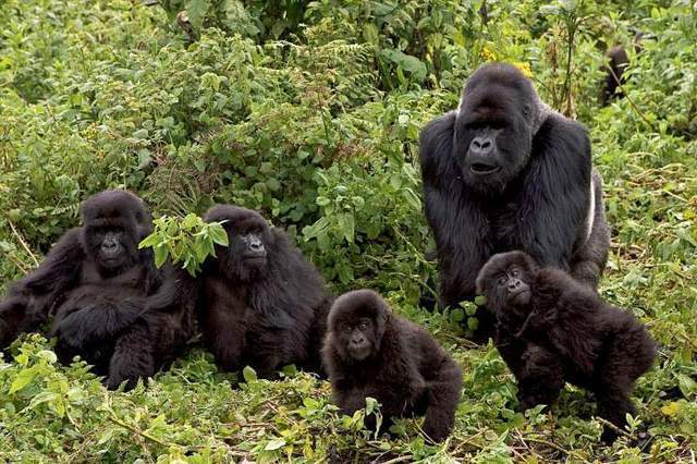 黑猩猩组成部队袭击大猩猩并杀害幼崽黑猩猩真的天生暴力