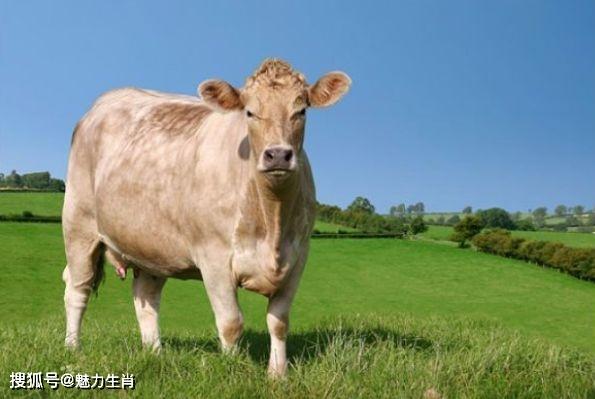 生肖属牛的人本命年以下3件东西可以改运2023年富得流油