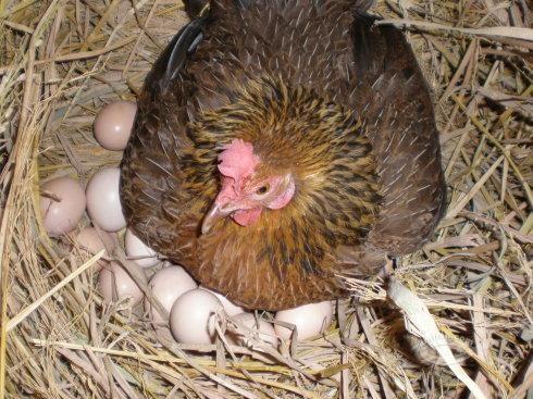 鸡几个月下蛋母鸡多长时间下蛋