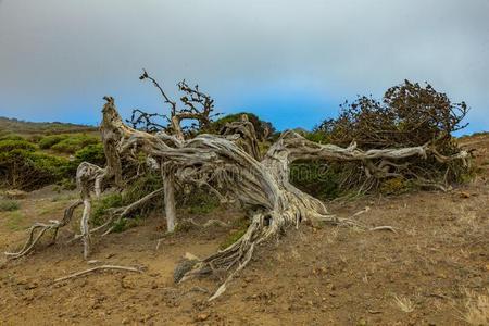 扭曲的巨人刺柏属丛木或树木树反常的在旁边强的风.