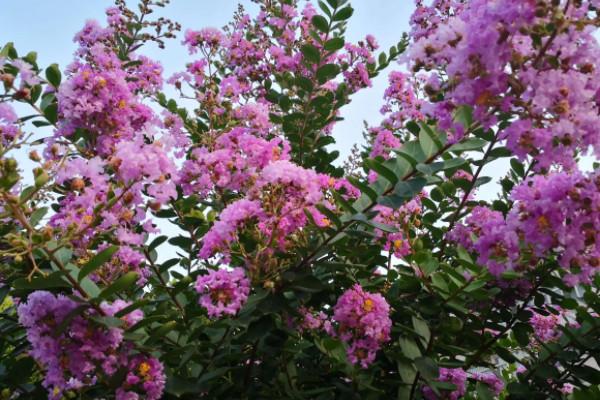 家里种紫薇树风水好吗紫薇树适合在家里种吗
