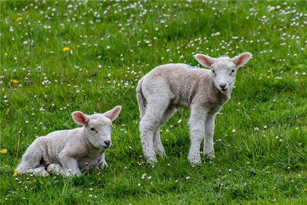 2023年属羊的运气,79年属羊在2023年和2023年的运势怎么样