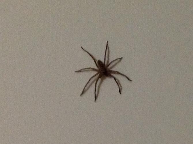 家里有蜘蛛,这个是什么蜘蛛?