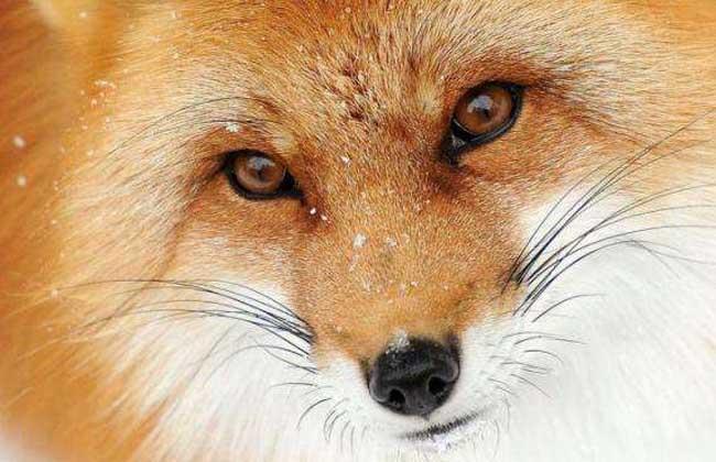 狐狸眼是什么样的眼形