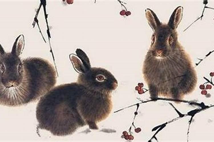 属兔的和什么属相最配?生肖兔的和什么生肖配最好
