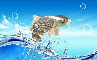 梦见自己在水里游泳有好多鱼,梦见好多鱼在水里游