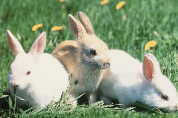 生肖兔和什么生肖配对较好 生肖兔和什么生肖配对较好呢