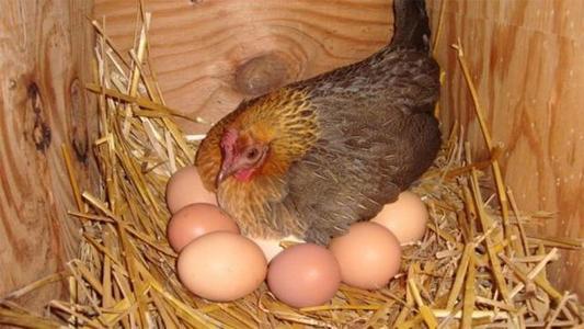 农村母鸡生蛋后为啥大声叫唤?是炫耀,是屁股疼,还是提醒收蛋?