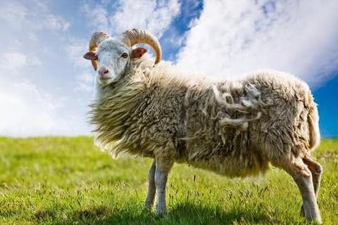 2003年属羊人2023年运势及运程03年20岁属羊人的2023年每月运势详解