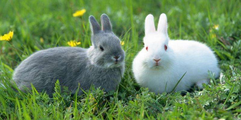 第二名生肖兔 属兔人猴年运势颇为顺意可谓繁花似锦属兔人运势吉凶八
