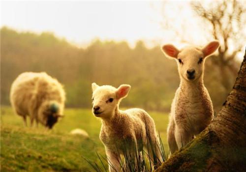 属羊人运气 属羊人一生的命运如何