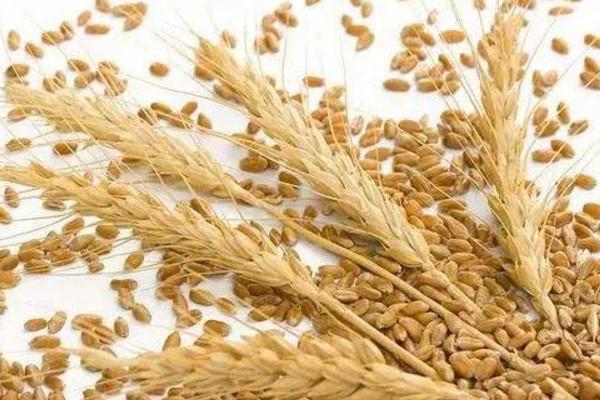 梦见小麦是什么意思女人梦到收割小麦有什么预兆