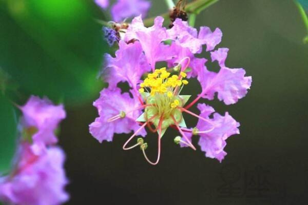 紫薇花的象征意义 - 星座网