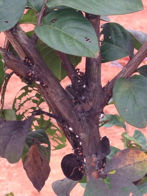 请问哪位知情人或专家知道这紫薇树上是什么虫,叶子都被虫吃了?急?