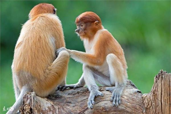 属猴人与十二生肖的婚配禁忌,仅供参考!