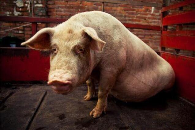 猪的寿命一般多长猪最长寿命能达到多少年