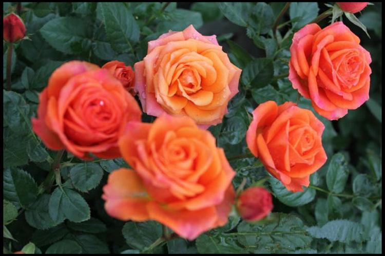 花隐园艺家欧月金牛座大花微型盆栽月季玫瑰玫瑰花时令草本花卉