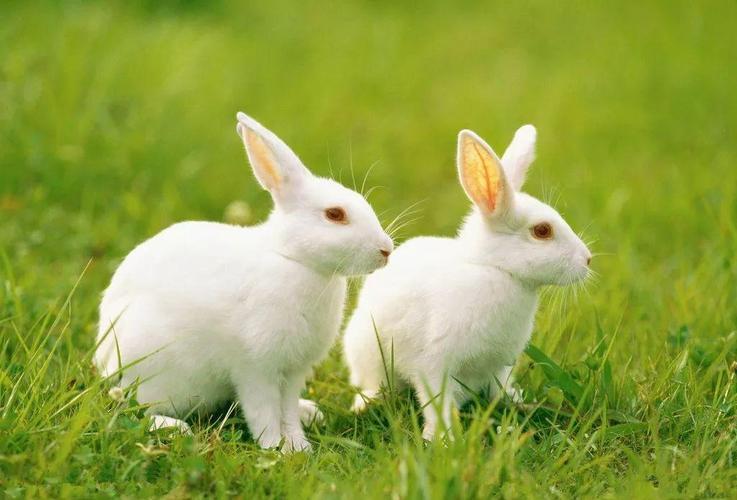 生肖兔2023年运势运程分析属兔人几月出生命最好